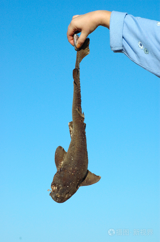 污染环境死鲨鱼