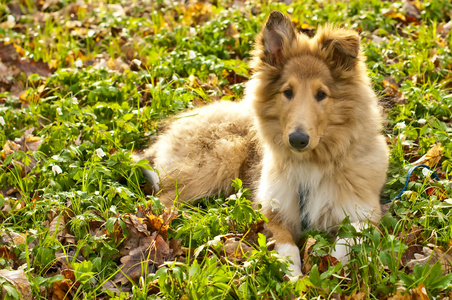 牧羊犬那小子