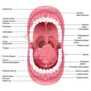 sta anatomie