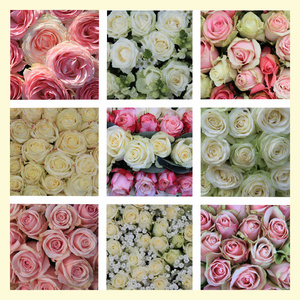 粉红和白色玫瑰拼贴画