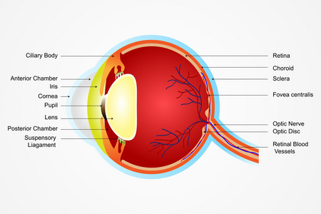 眼睛解剖