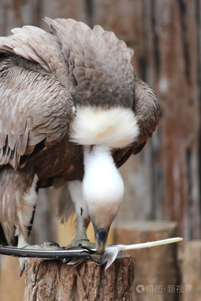 一只秃鹫照片-正版商用图片19ebwk-摄图新视界