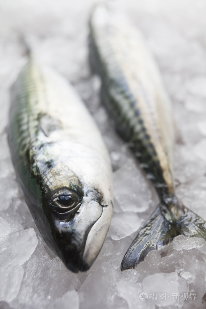 新鲜地被捉住鲭鱼