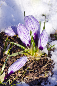 春番红花与雪