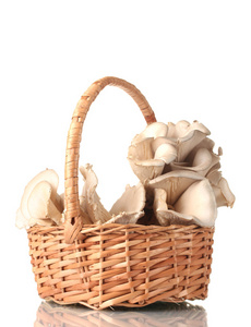牡蛎蘑菇在篮子上白色隔离