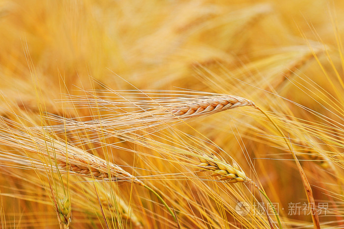 在一个夏日，弥漫的背景上小麦秸秆的特写