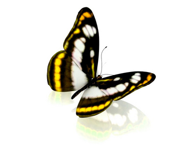 蝴蝶。在白色背景上孤立