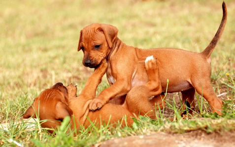 玩罗得西亚 ridgeback 小狗