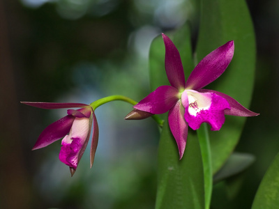 brassanthe maikai x cattlianthe sagarik 蜡