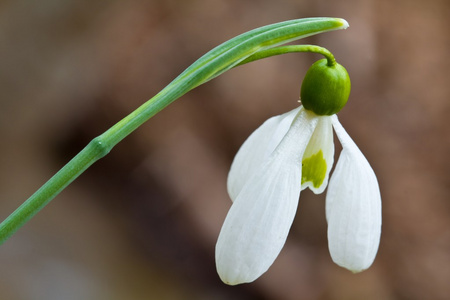 充满活力的春天雪花莲