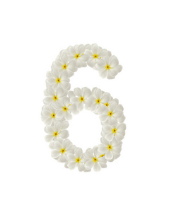 第六个由热带花卉组成的数字