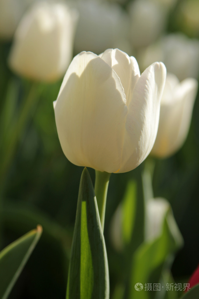 白色郁金香花蕊图片