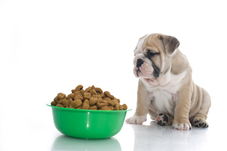 与干燥食品的英国牛头犬小狗