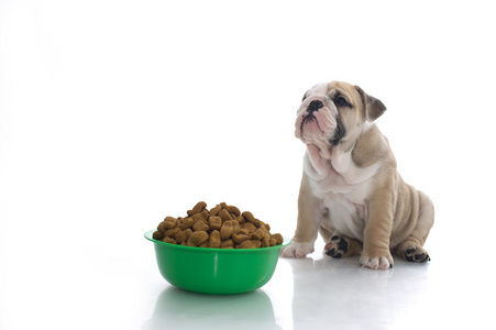 与干燥食品的英国牛头犬小狗