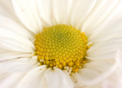 美丽雏菊特写