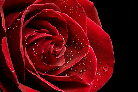 水珠玫瑰