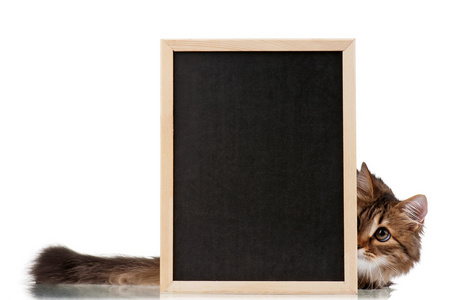 黑板上的猫
