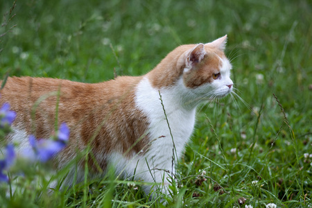 辣味雄猫