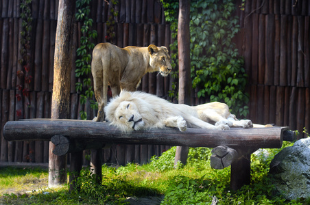 南非洲狮和女性的休息