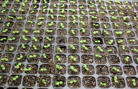 年轻的烟草植物温室大棚照片