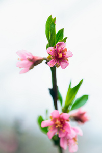 桃花树分支