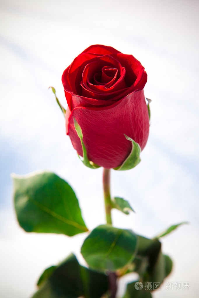 在雪上的红玫瑰照片-正版商用图片19fegw-摄图新视界