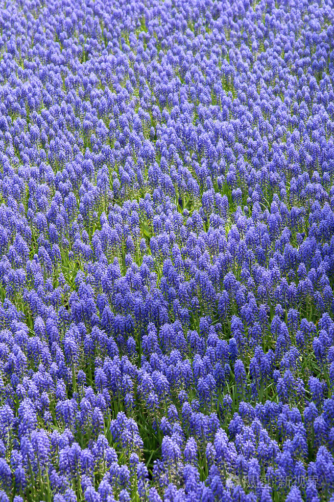 蓝色风信子的背景
