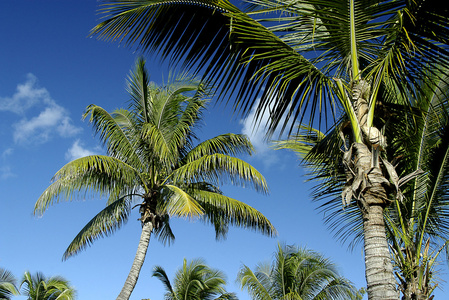 反对的棕榈树和蓝蓝的天空图片