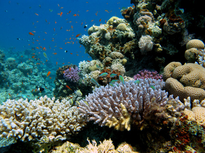 珊瑚礁与珊瑚和异国情调的鱼