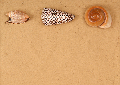 在沙滩上的大贝壳图片