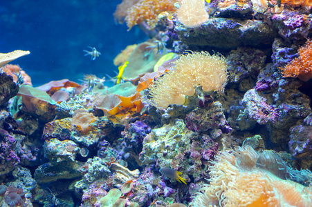 色彩缤纷的珊瑚礁