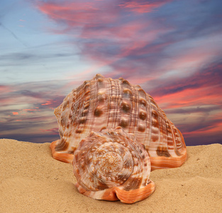 在沙滩上的大贝壳