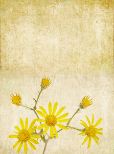 朴实的花卉背景图像和设计元素