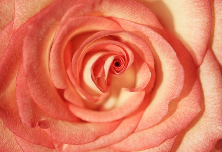 可爱的一朵玫瑰的抽象特写照片