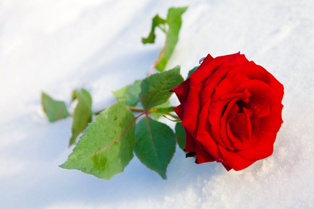 在雪上的红玫瑰