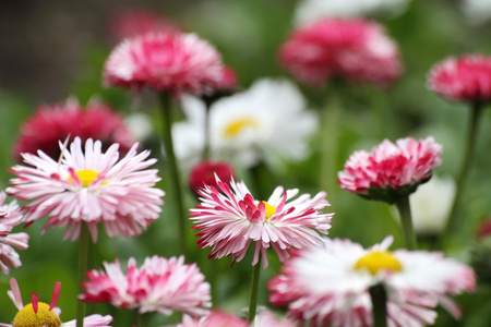 雏菊花