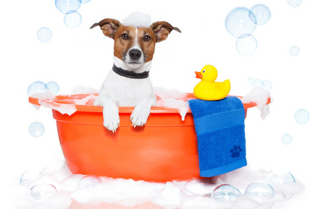 狗在多彩浴缸中与一只塑料鸭子洗个澡