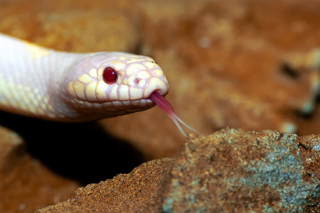 白化病薰衣草王蛇照片