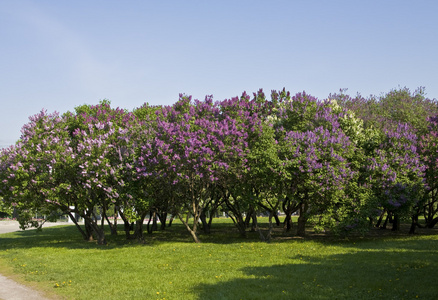 丁香花园