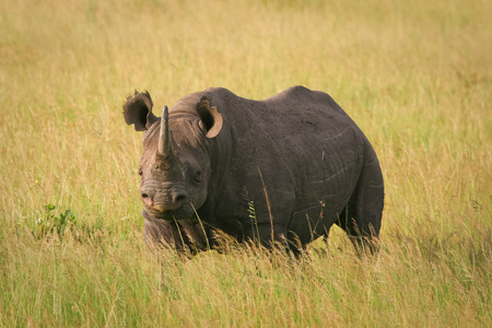 黑犀牛站在草地上，马赛马拉，肯尼亚