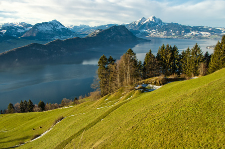 Mt Rigi 湖的苜蓿