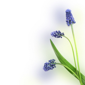 三个蓝色的花