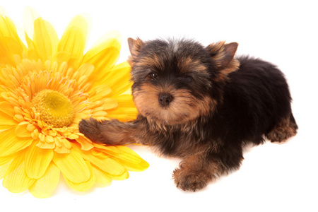 关于一朵黄色的花，孤立的小狗