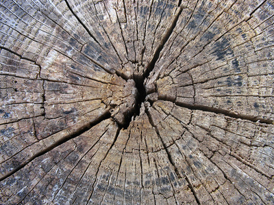 旧裂纹的树树桩木材纹理背景