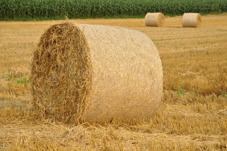 牛羊吃, 在前景中用干草卷村郊一块地里的旧废弃烟斗散焦在大麦地里