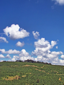 蓝蓝的天空和蓬松的云彩下绿色领域