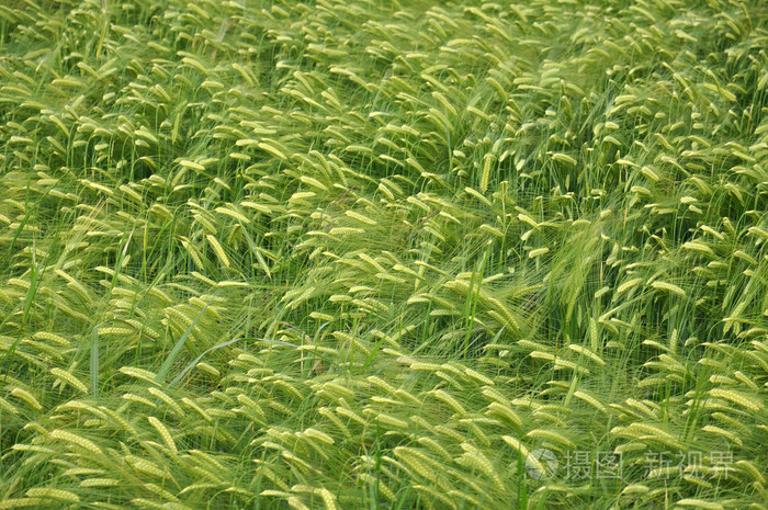 绿色小麦
