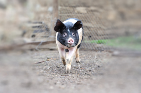 猪在农场