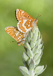 euphydryas aurinia 这对夫妇是摆在蝴蝶绿色背景上的分支