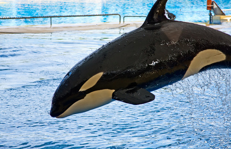 逆戟鲸鲸 orcinus orca 显示 loro 公园特内里费岛嫩黄群岛